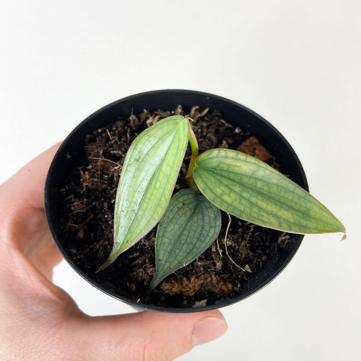 Philodendron Burle Marx Fantasy Foliage Dreams