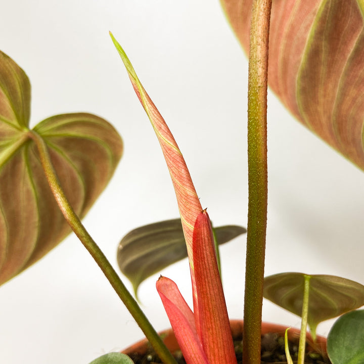 Philodendron El Choco Red Foliage Dreams