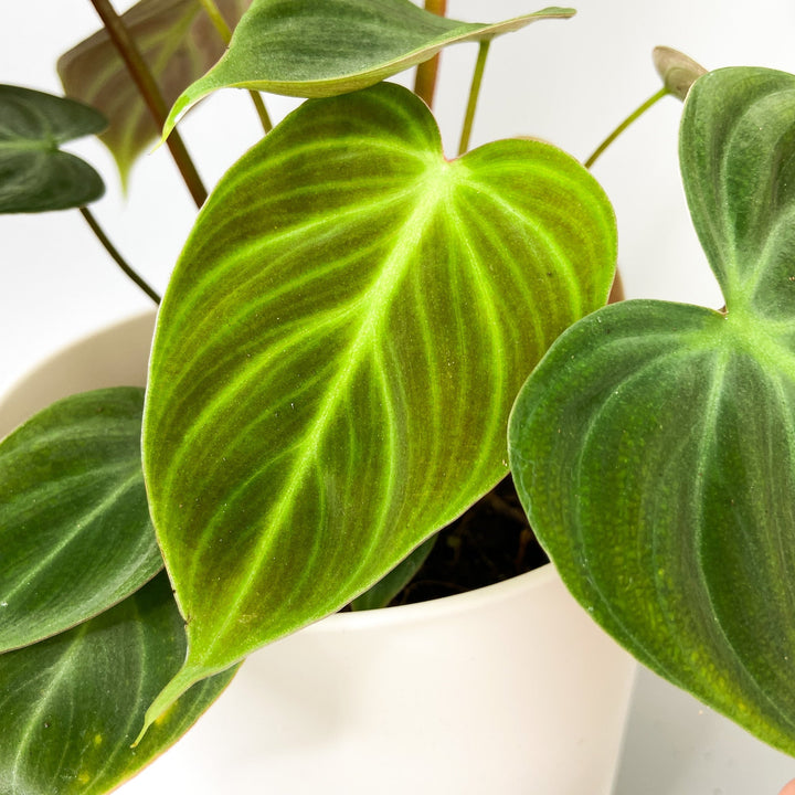 Philodendron El Choco Red Foliage Dreams