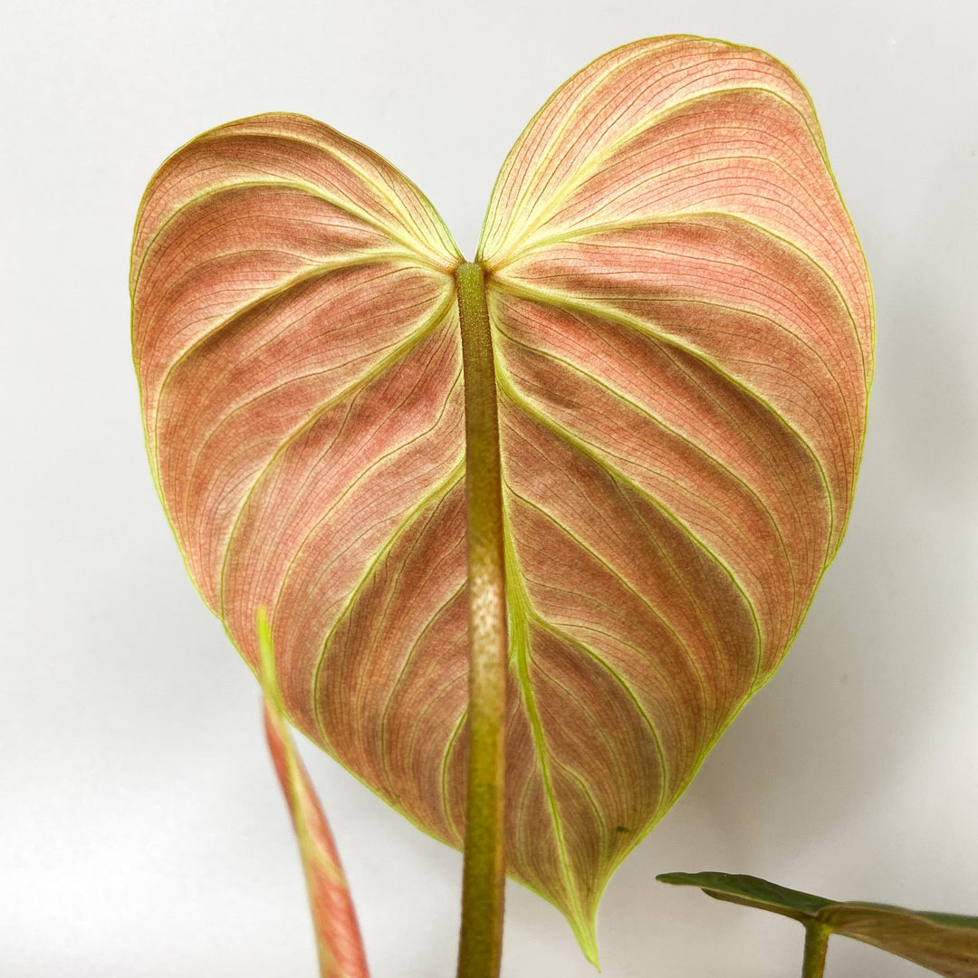 Philodendron El Choco Red Foliage Dreams