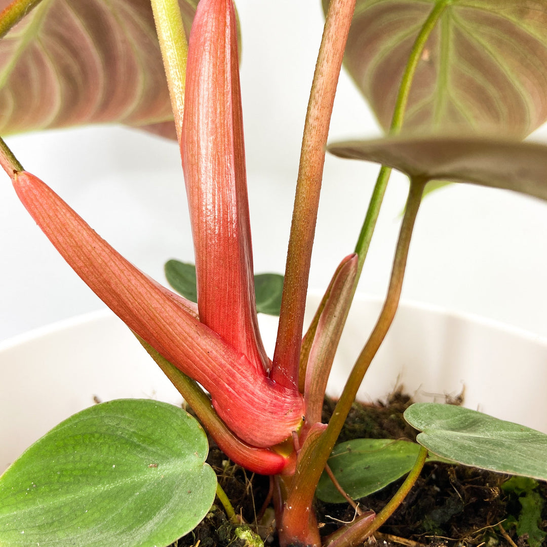 Philodendron El Choco Red Foliage Dreams