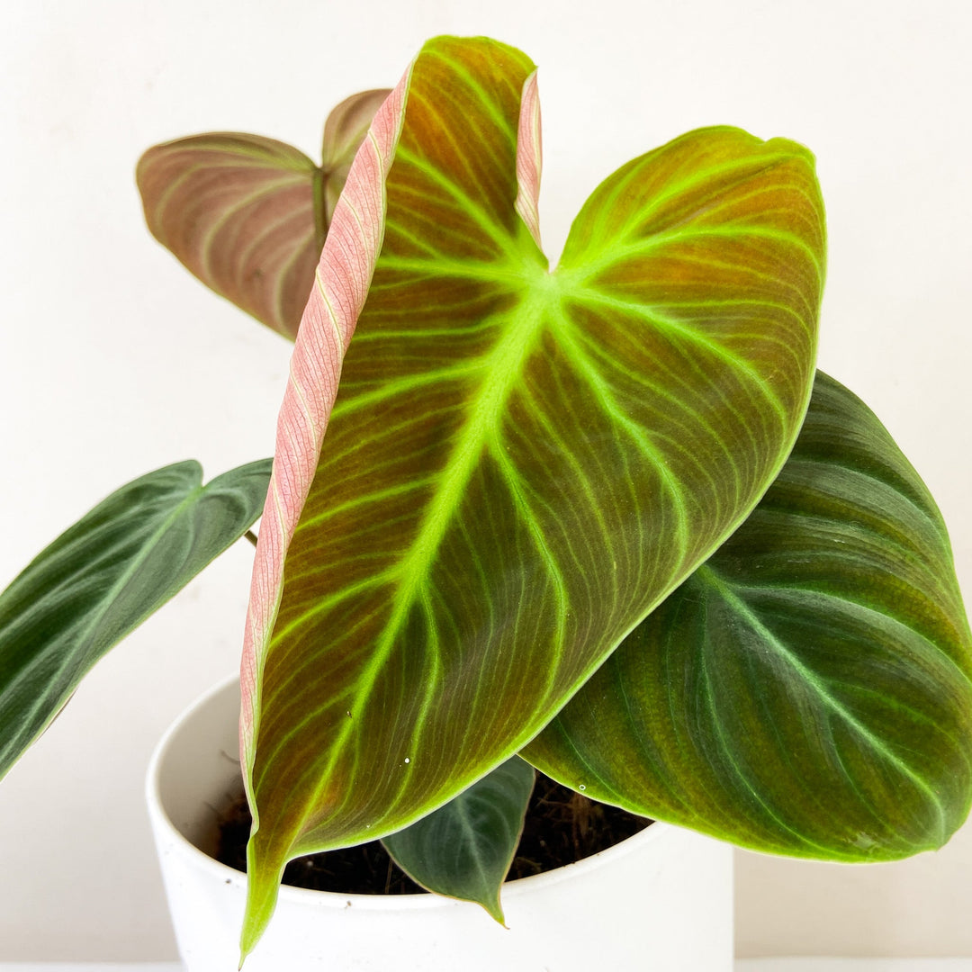 Philodendron El Choco Red Foliage Dreams