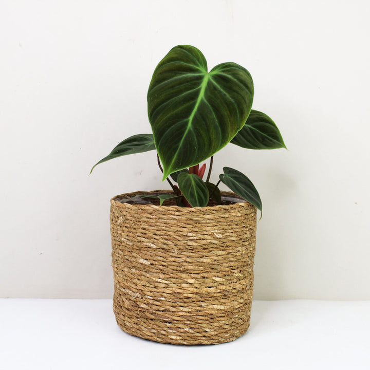 Philodendron El Choco Red M Foliage Dreams