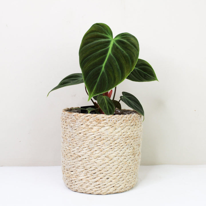 Philodendron El Choco Red M / Korb creme Foliage Dreams