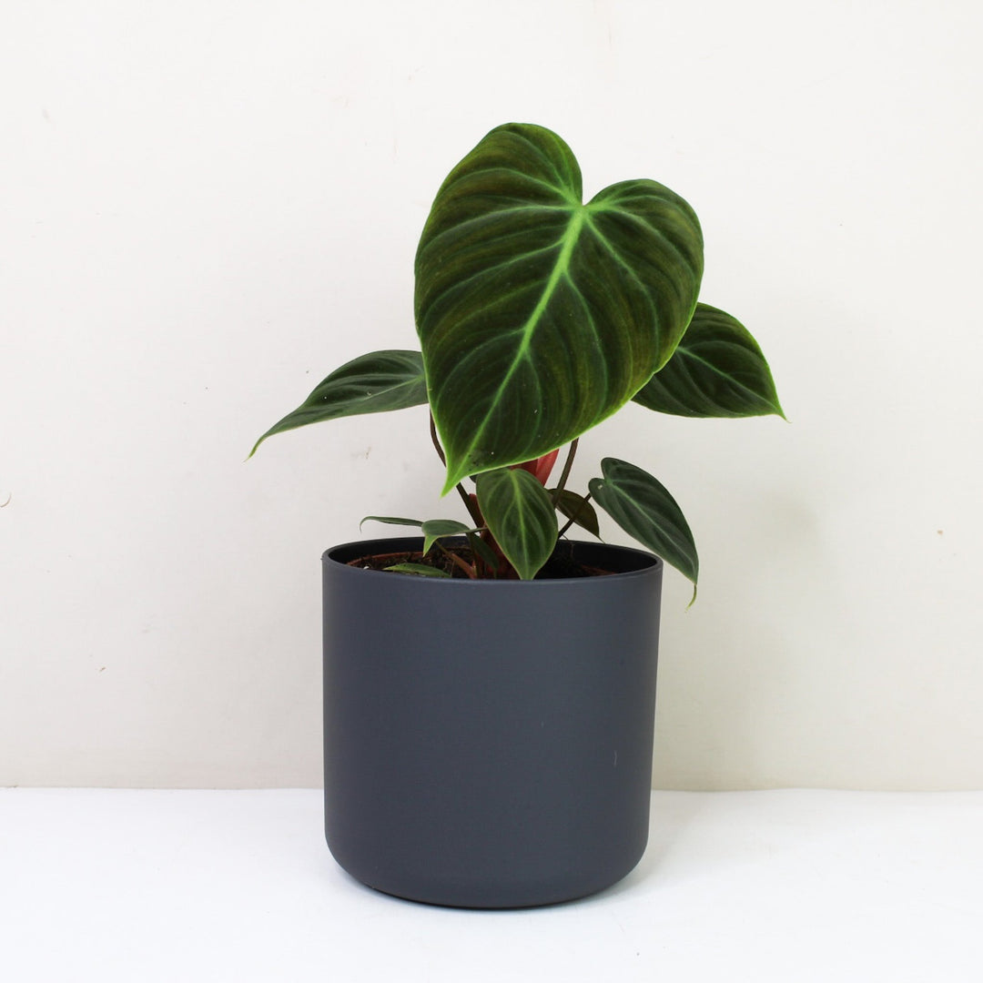 Philodendron El Choco Red M / Topf anthrazit Foliage Dreams