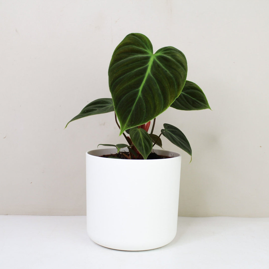 Philodendron El Choco Red M / Topf weiß Foliage Dreams