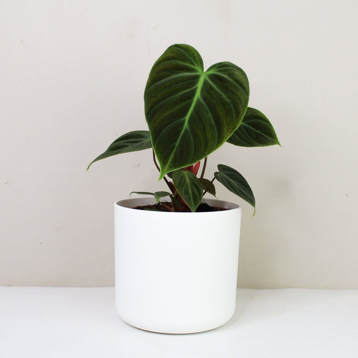Philodendron El Choco Red M / Topf weiß Foliage Dreams