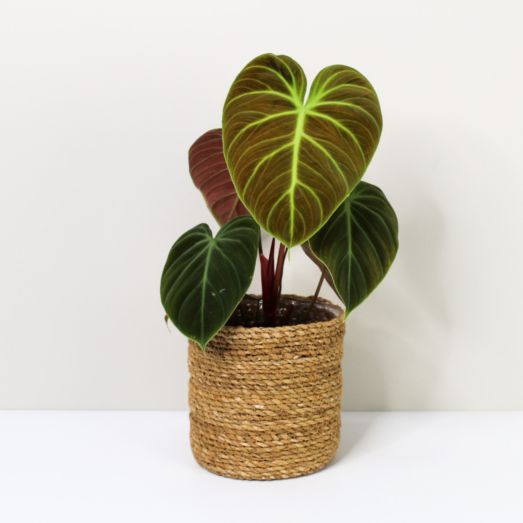 Philodendron El Choco Red | Foliage Dreams