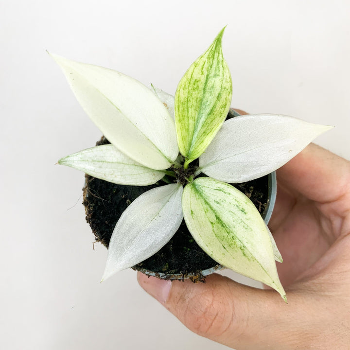 Philodendron Florida Ghost - Babypflanze Foliage Dreams