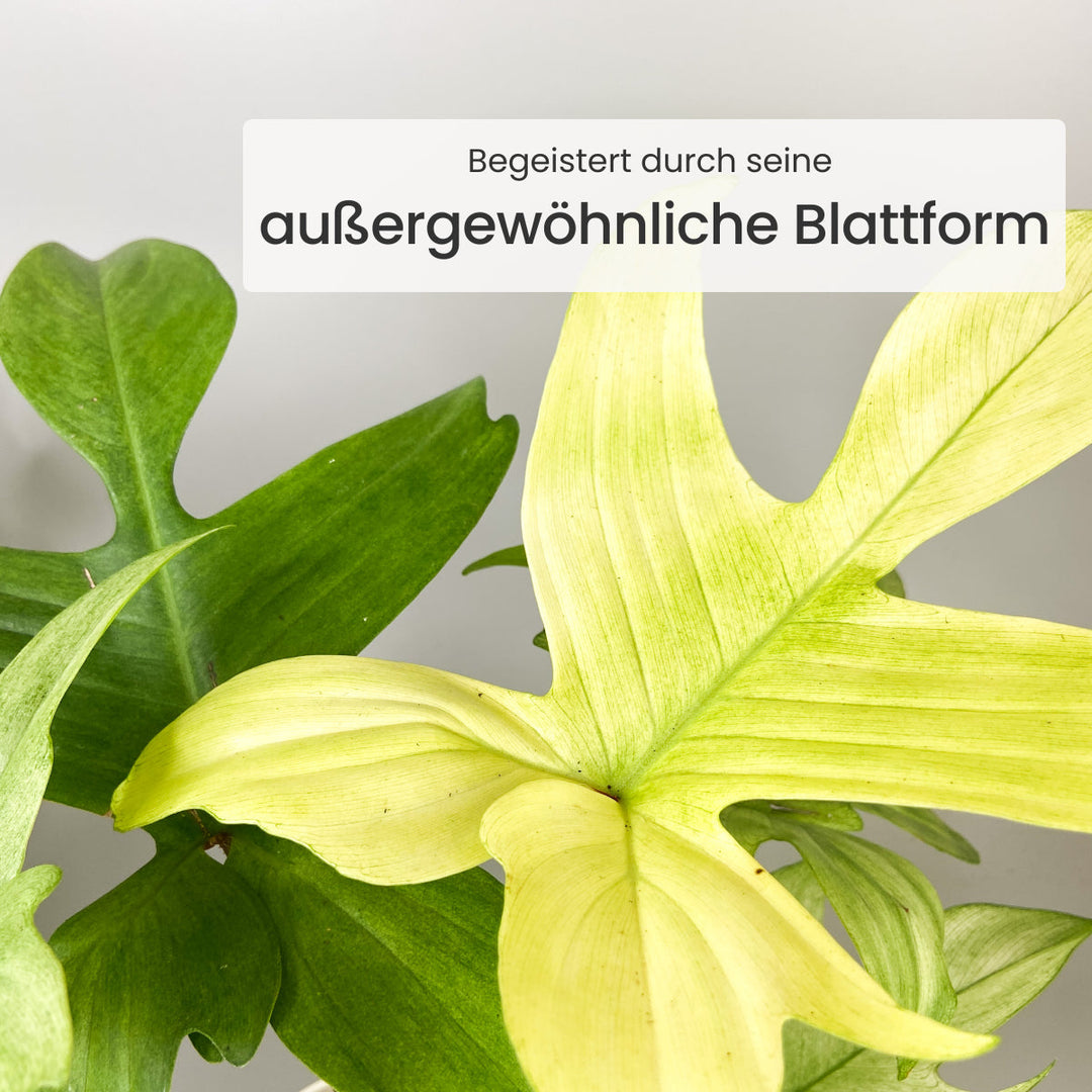 Philodendron Florida Ghost Foliage Dreams