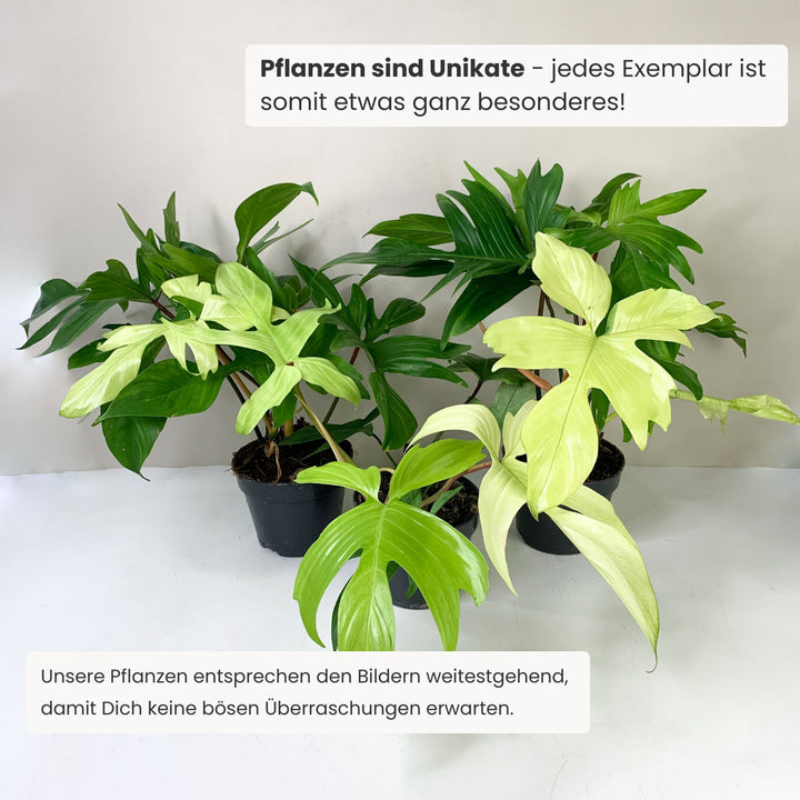 Philodendron Florida Ghost Foliage Dreams