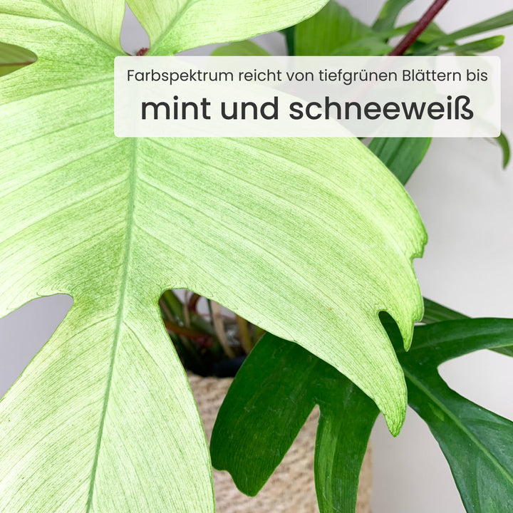Philodendron Florida Ghost Foliage Dreams