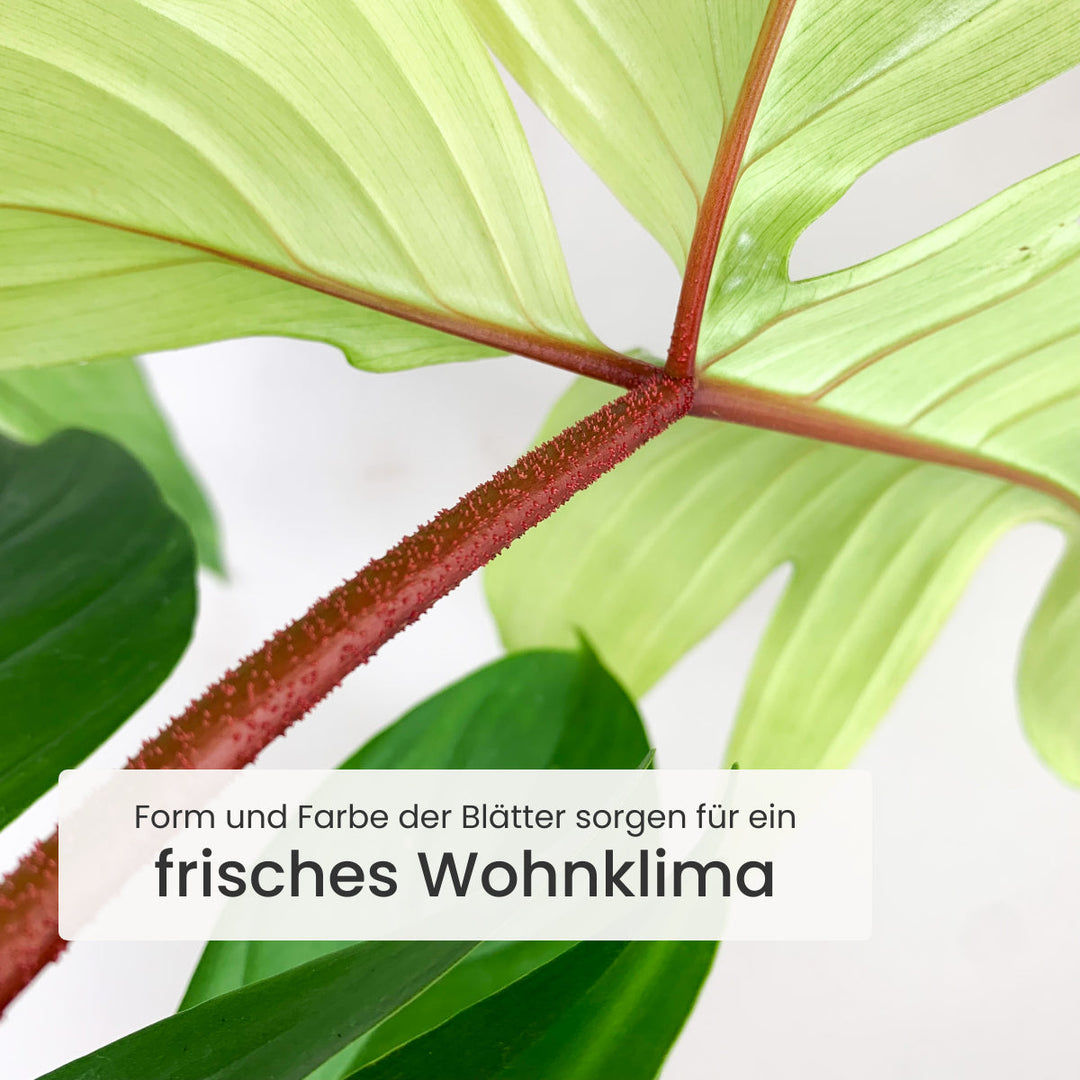 Philodendron Florida Ghost Foliage Dreams