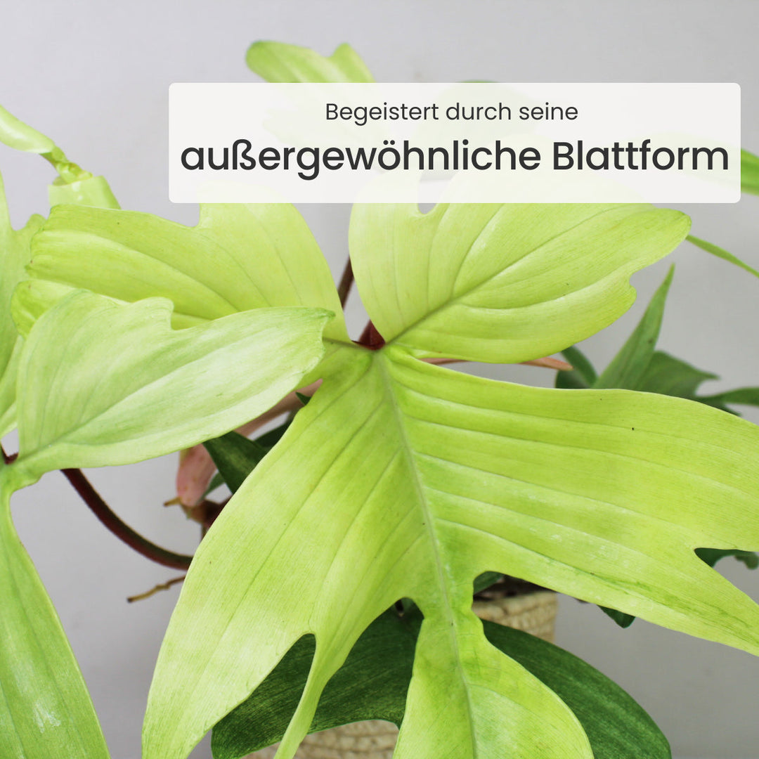 Philodendron Florida Ghost Foliage Dreams