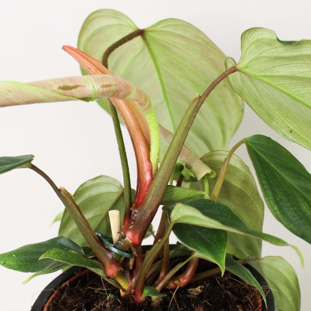 Philodendron Fuzzy Petiole Foliage Dreams