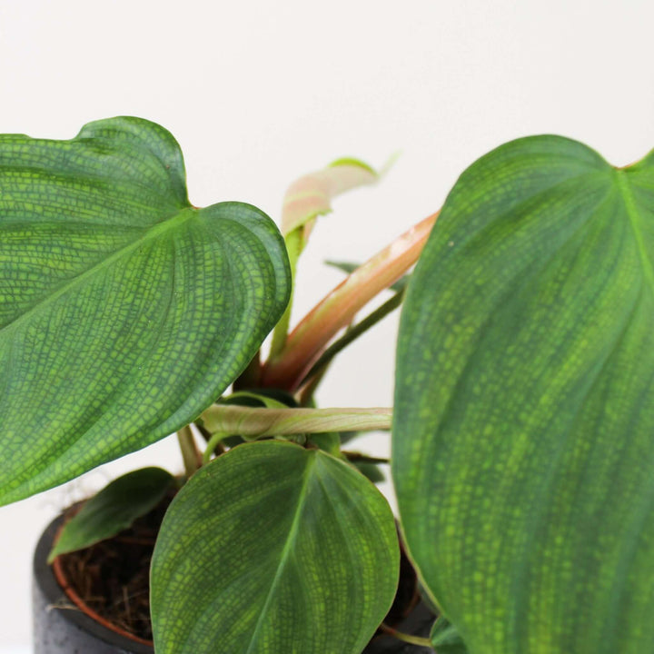 Philodendron Fuzzy Petiole Foliage Dreams
