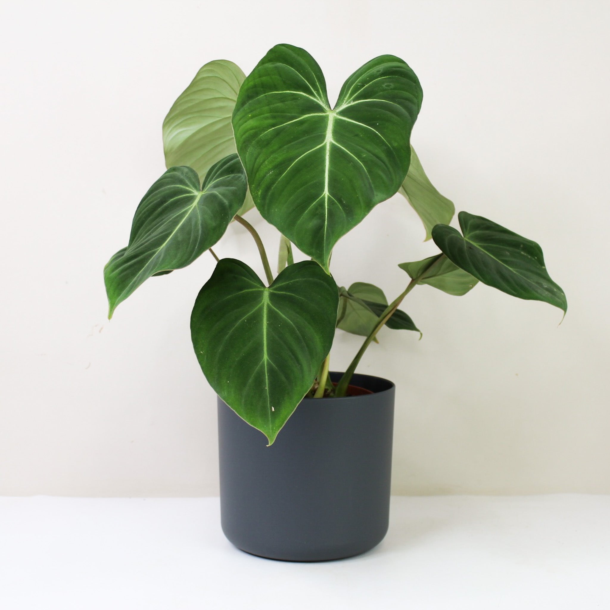 Philodendron Gloriosum – Foliage Dreams