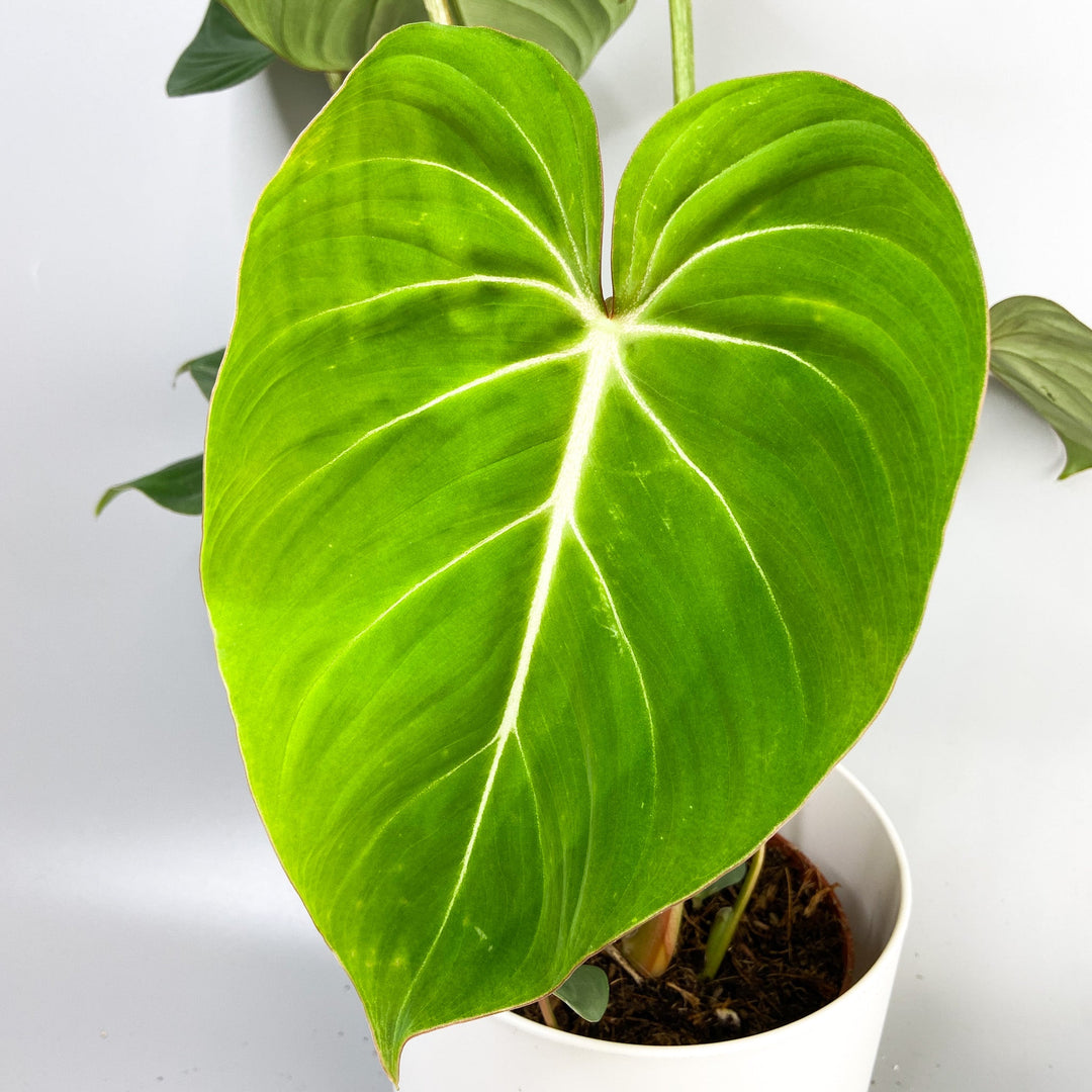 Philodendron Gloriosum Foliage Dreams