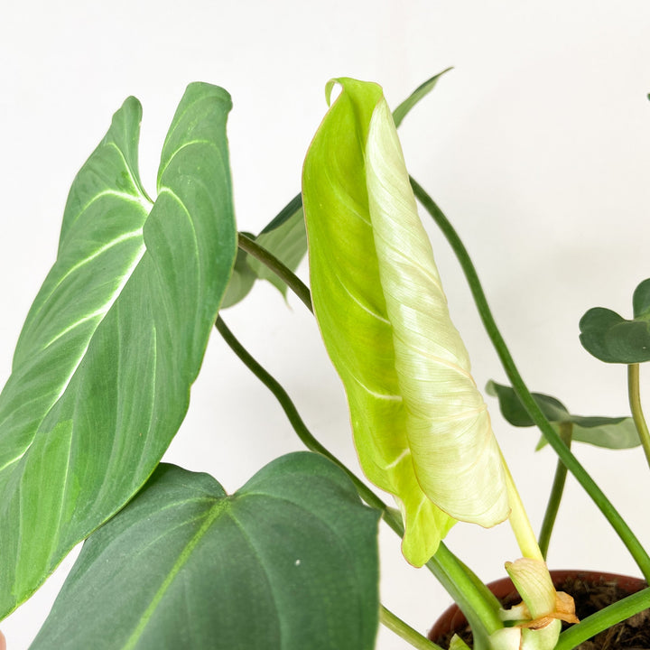 Philodendron Gloriosum Foliage Dreams