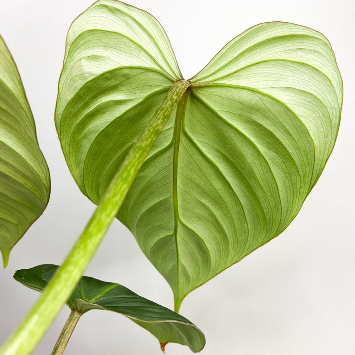Philodendron Gloriosum Foliage Dreams