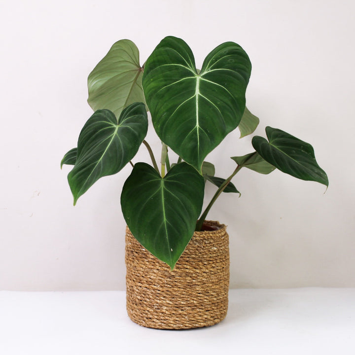 Philodendron Gloriosum M / Korb braun Foliage Dreams
