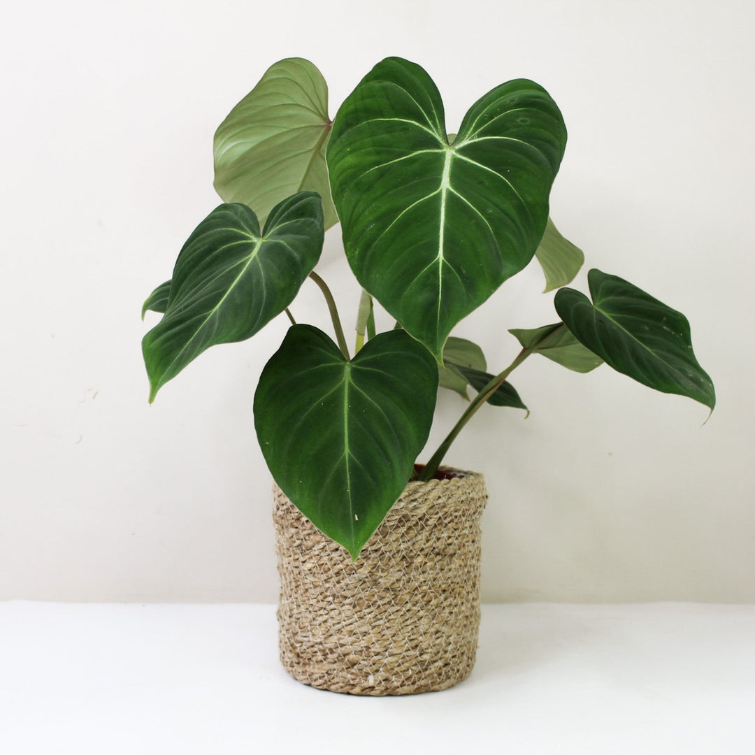 Philodendron Gloriosum M / Korb creme Foliage Dreams