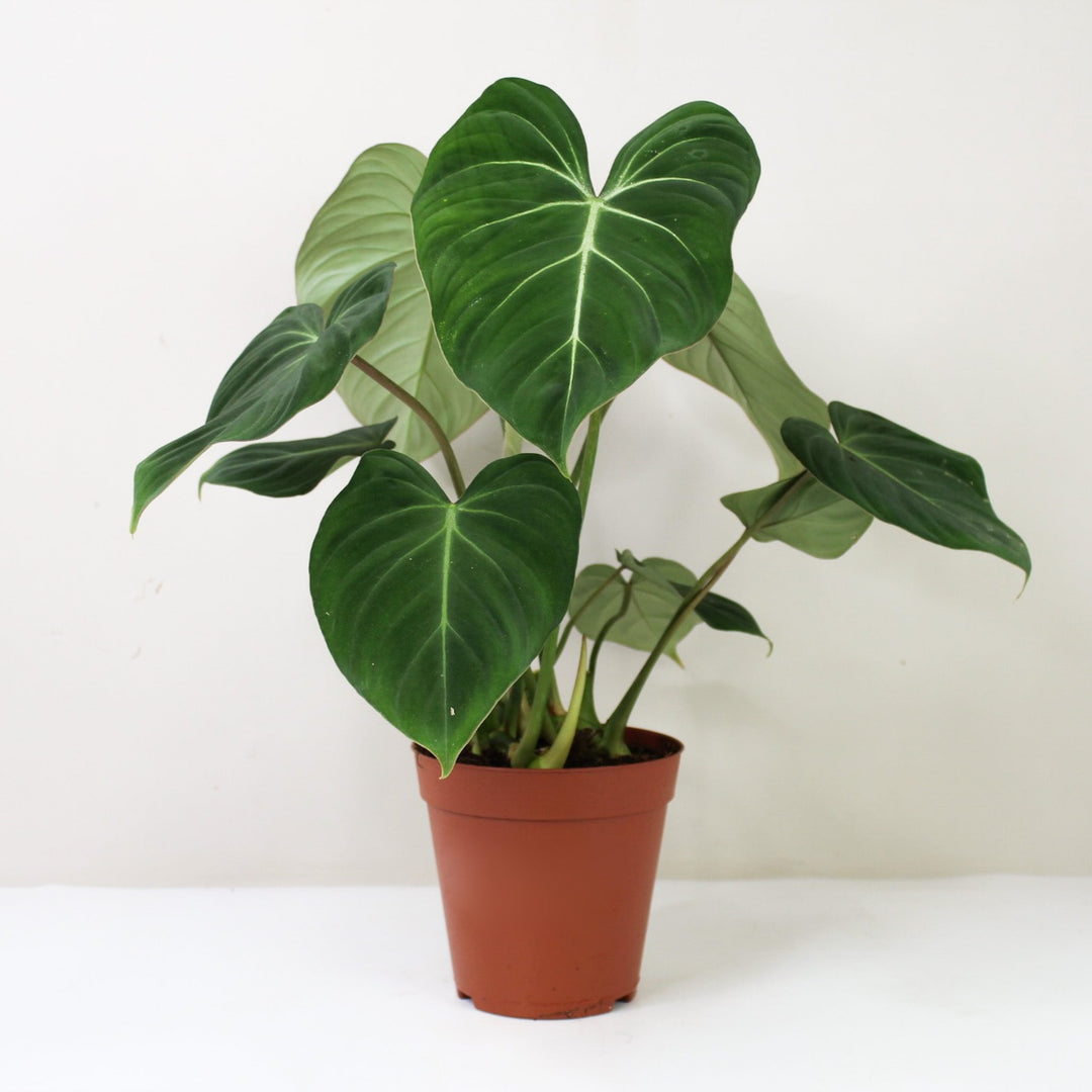 Philodendron Gloriosum M / ohne Übertopf Foliage Dreams