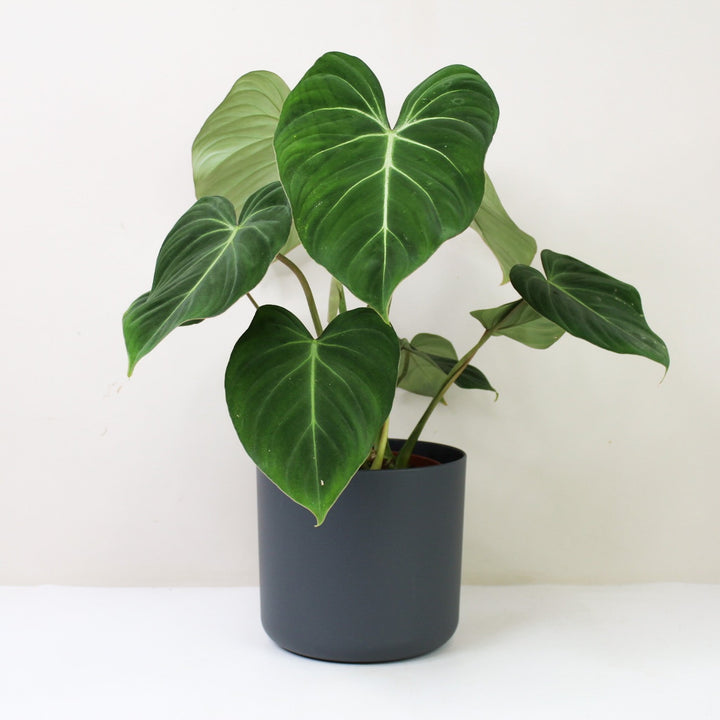 Philodendron Gloriosum M / Topf anthrazit Foliage Dreams