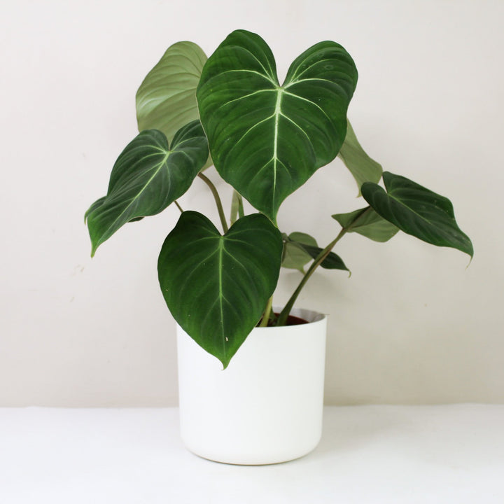 Philodendron Gloriosum M / Topf weiß Foliage Dreams