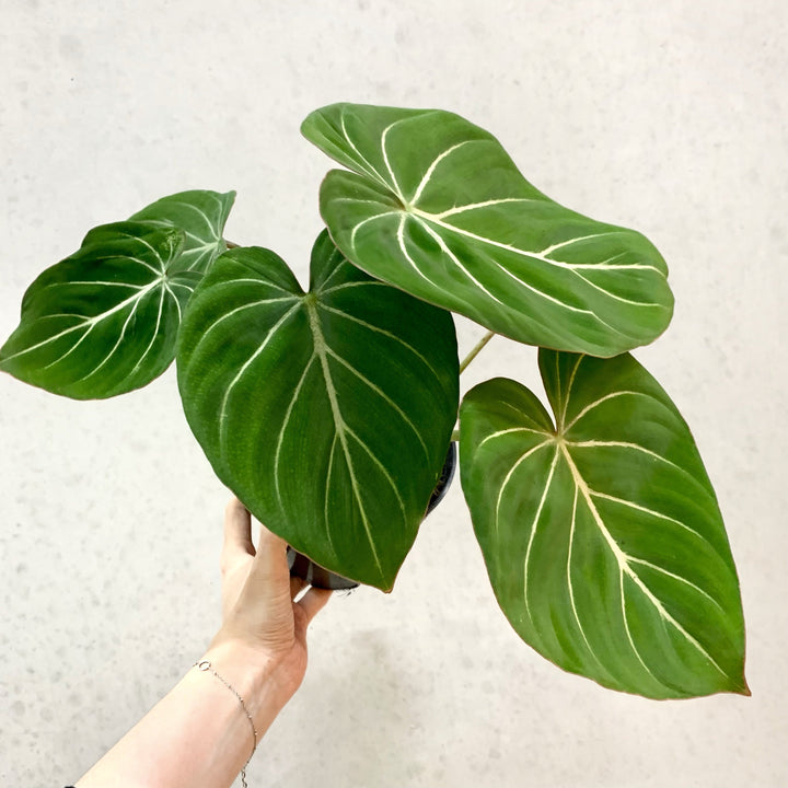 Philodendron Gloriosum 'White Veins' Foliage Dreams