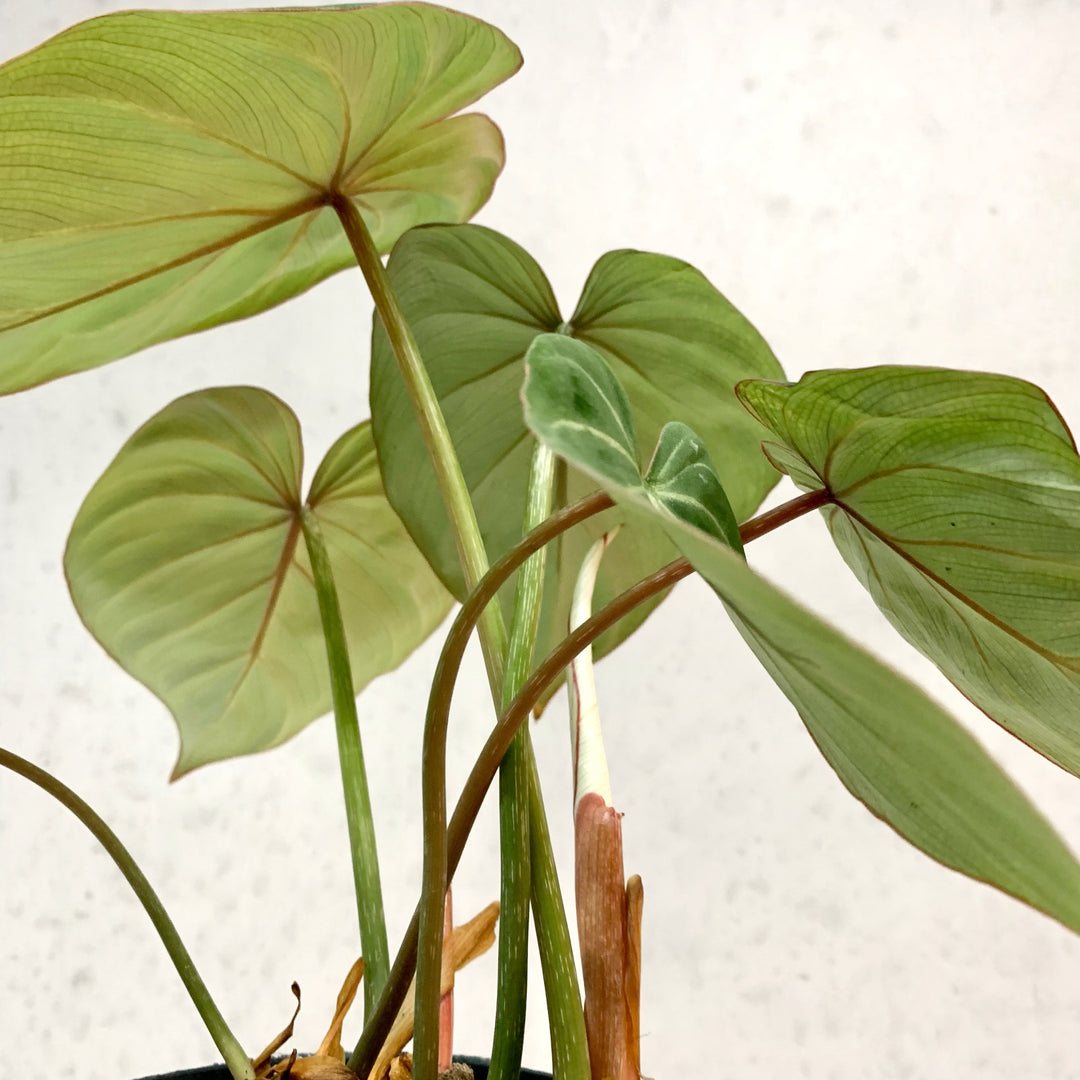 Philodendron Gloriosum 'White Veins' Foliage Dreams