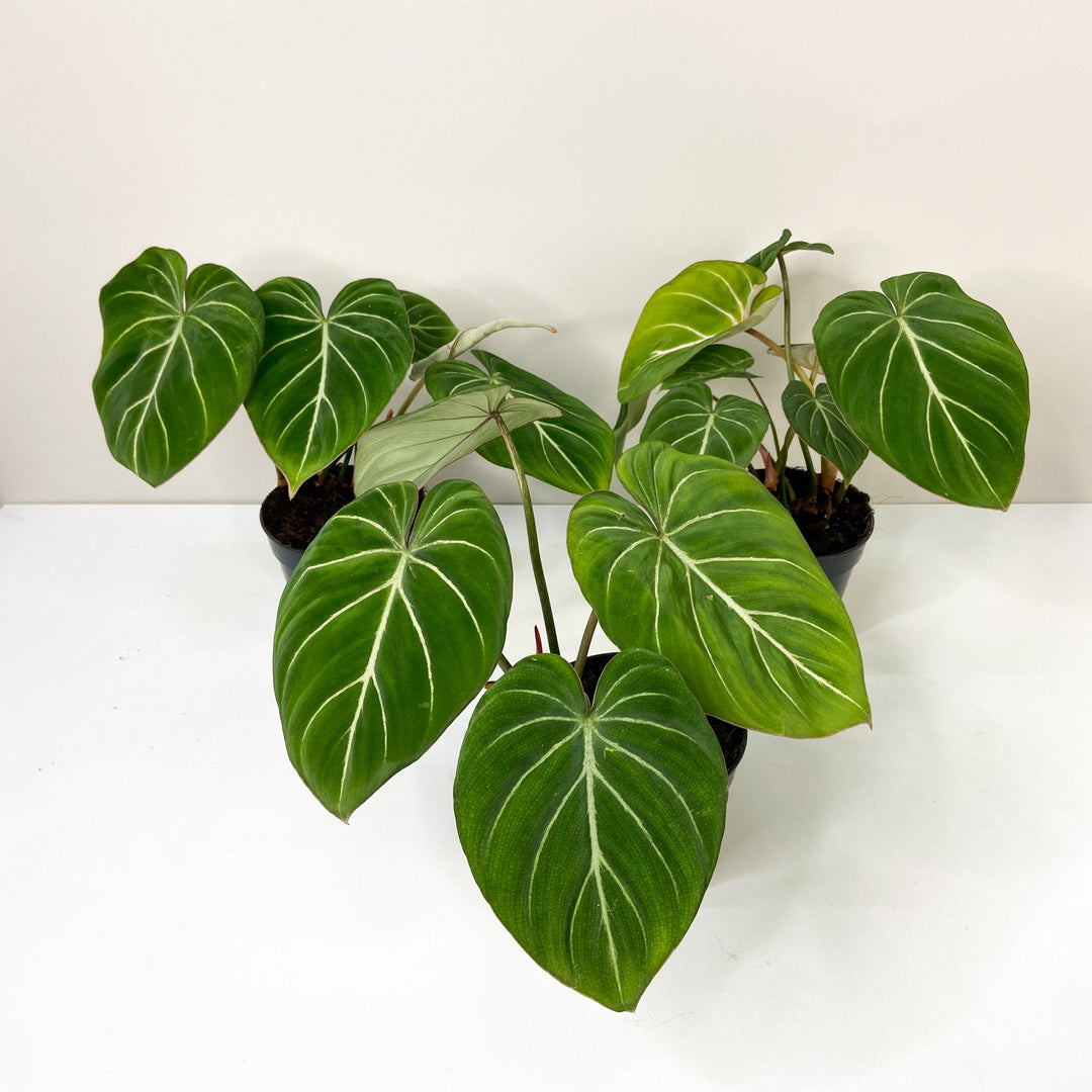 Philodendron Gloriosum 'White Veins' Foliage Dreams