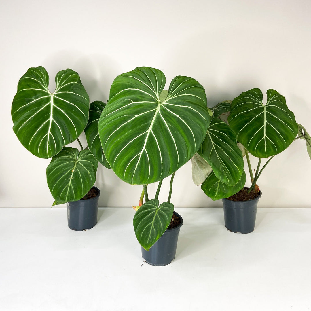 Philodendron Gloriosum 'White Veins' Foliage Dreams