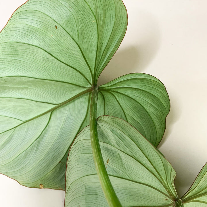 Philodendron Gloriosum 'White Veins' L Foliage Dreams