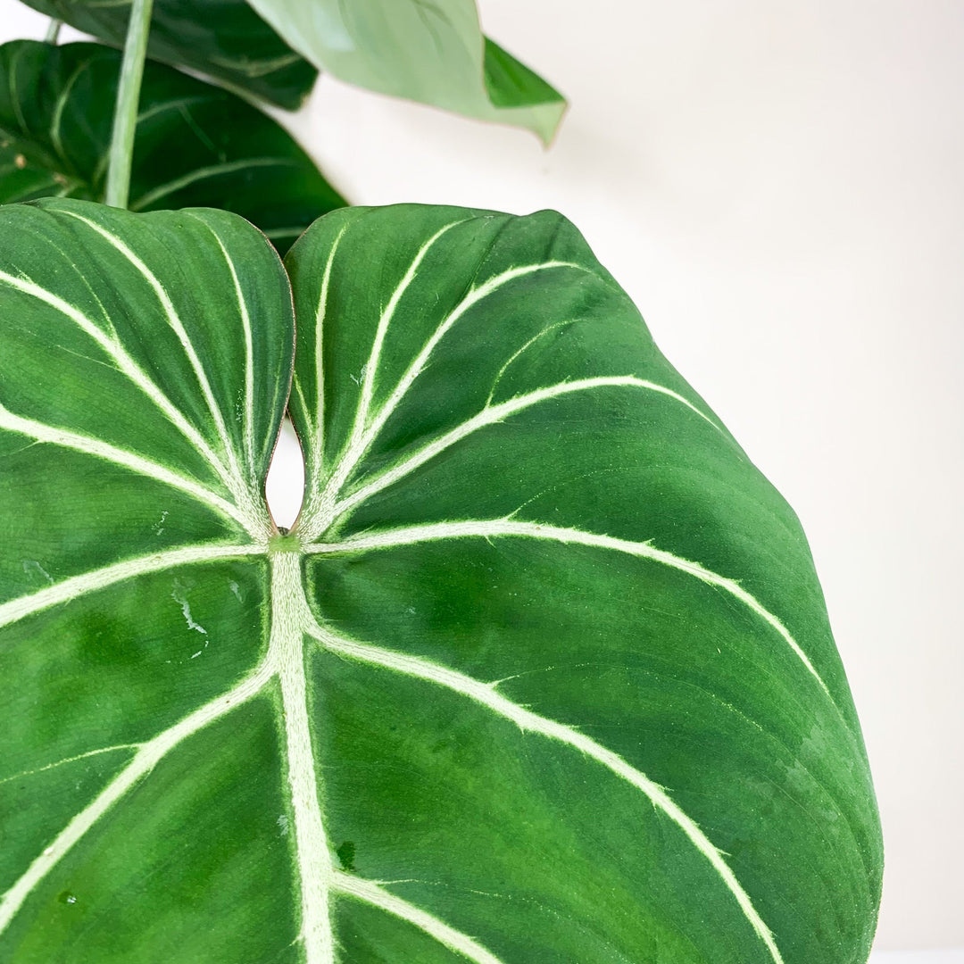 Philodendron Gloriosum 'White Veins' L Foliage Dreams