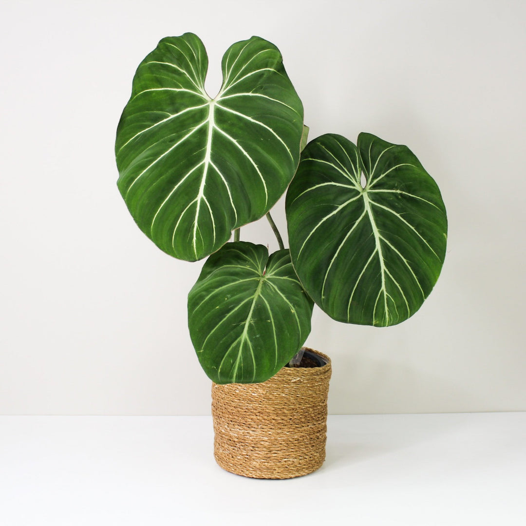 Philodendron Gloriosum 'White Veins' L / Korb braun Foliage Dreams