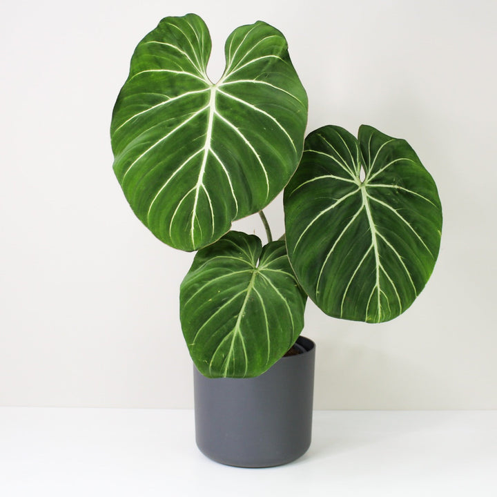 Philodendron Gloriosum 'White Veins' L / Topf anthrazit Foliage Dreams