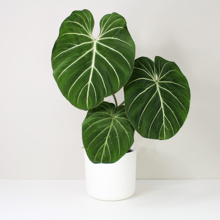 Philodendron Gloriosum 'White Veins' L / Topf weiß Foliage Dreams