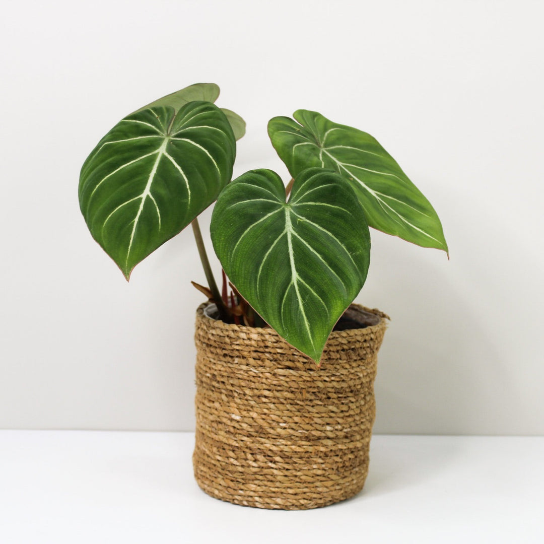 Philodendron Gloriosum 'White Veins' M / Korb braun Foliage Dreams