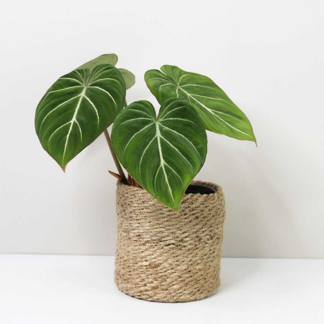 Philodendron Gloriosum 'White Veins' M / Korb creme Foliage Dreams
