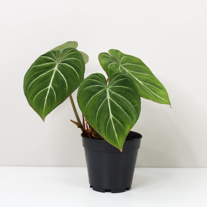 Philodendron Gloriosum 'White Veins' M / ohne Übertopf Foliage Dreams