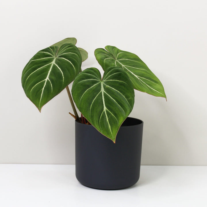 Philodendron Gloriosum 'White Veins' M / Topf anthrazit Foliage Dreams