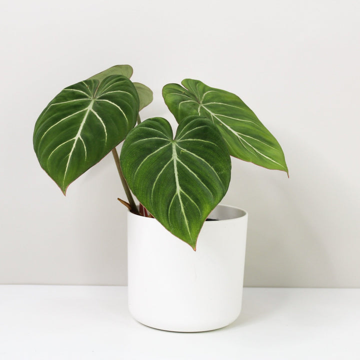 Philodendron Gloriosum 'White Veins' M / Topf weiß Foliage Dreams