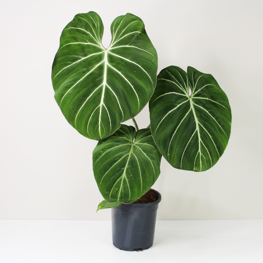 Philodendron Gloriosum 'White Veins' XL / ohne Übertopf Foliage Dreams