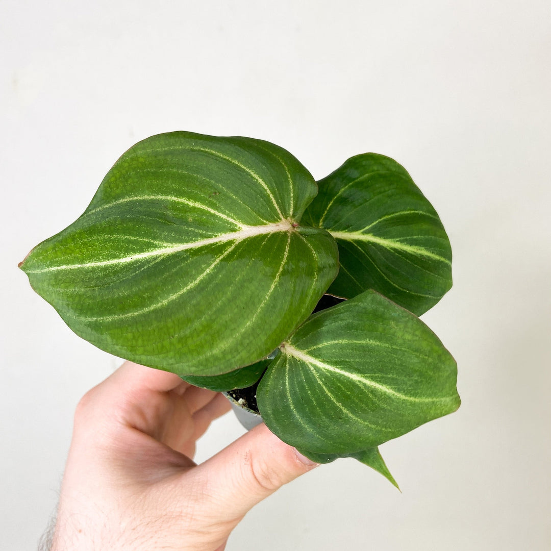 Philodendron Gloriosum Zebra - Babypflanze Foliage Dreams