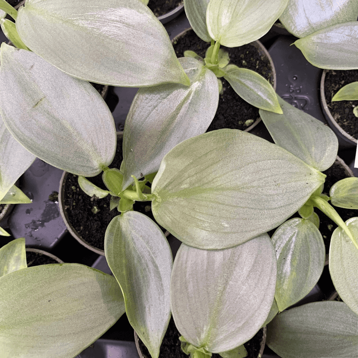 Philodendron hastatum silver sword - young plant Foliage Dreams