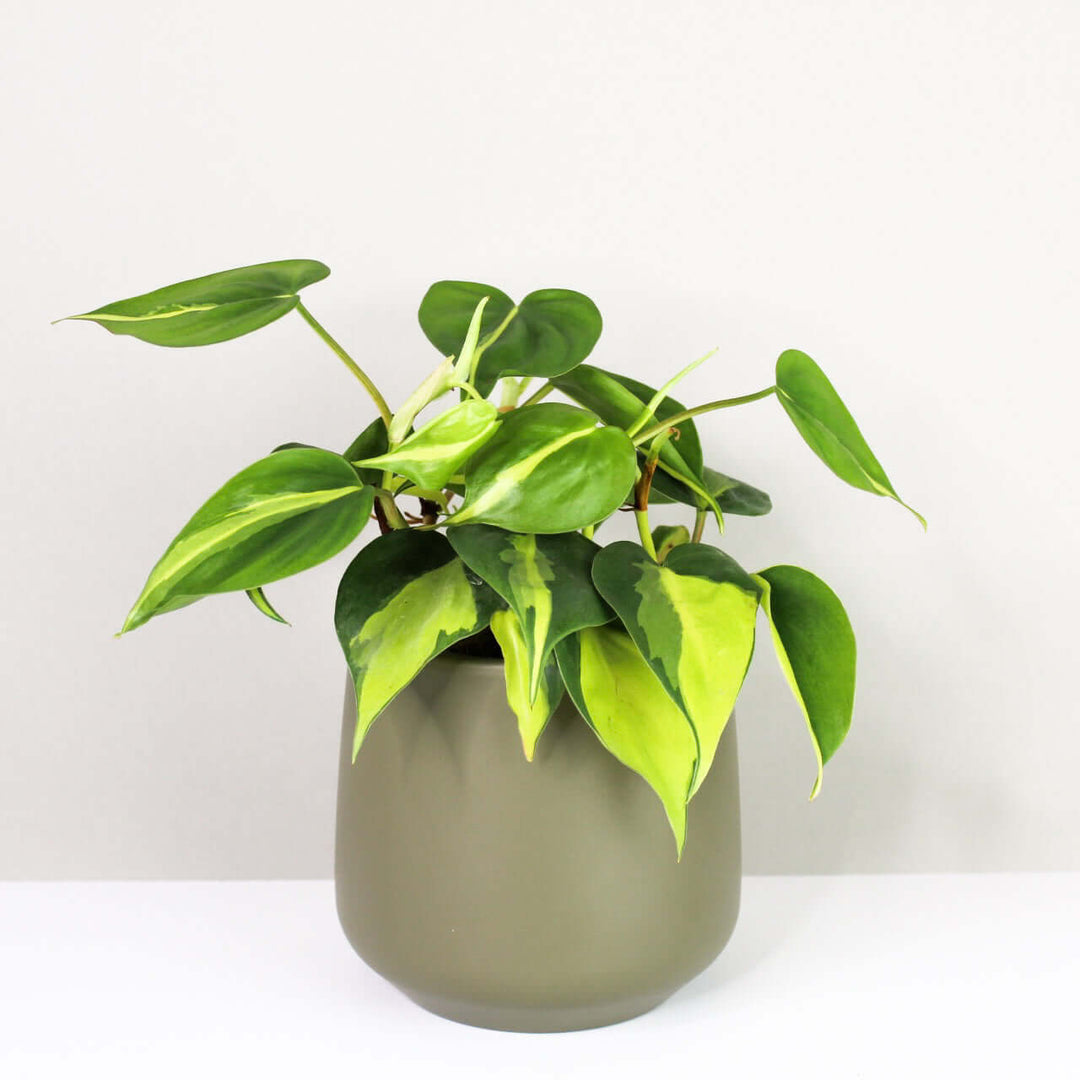 Philodendron hederaceum brasil Foliage Dreams