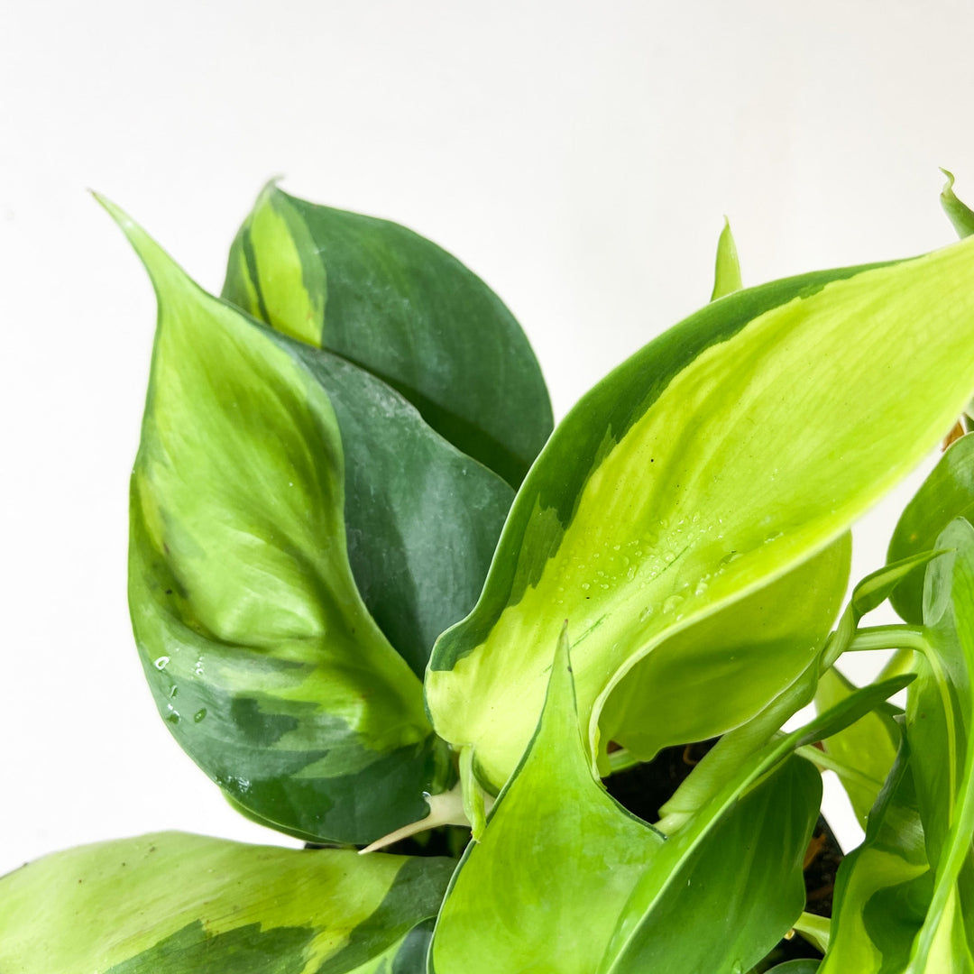 Philodendron Hederaceum Brasil Foliage Dreams