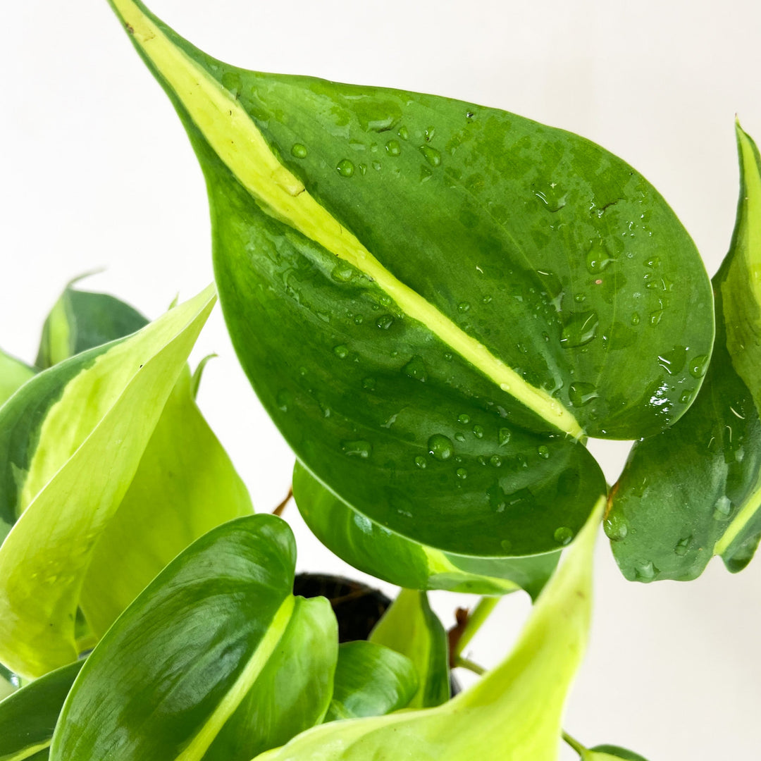 Philodendron Hederaceum Brasil Foliage Dreams