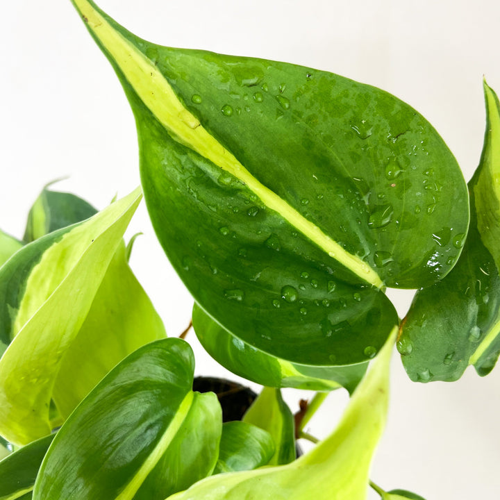 Philodendron Hederaceum Brasil Foliage Dreams